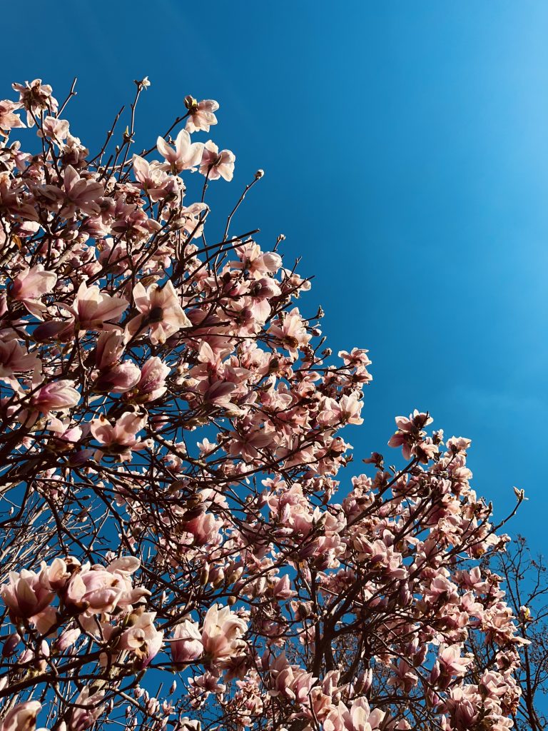 Blogartikel Innere Verantwortung mit GFK: Was in mir berührt wird