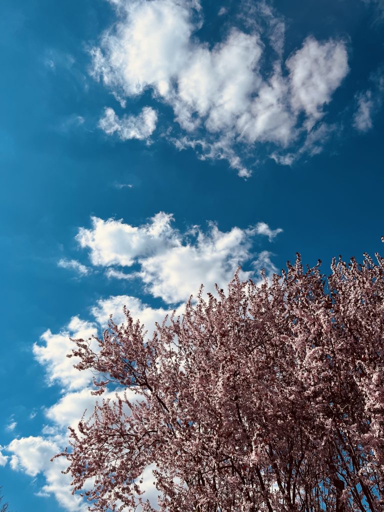 Blogartikel Innere Anteile wahrnehmen – Vielfalt in dir willkommen heißen